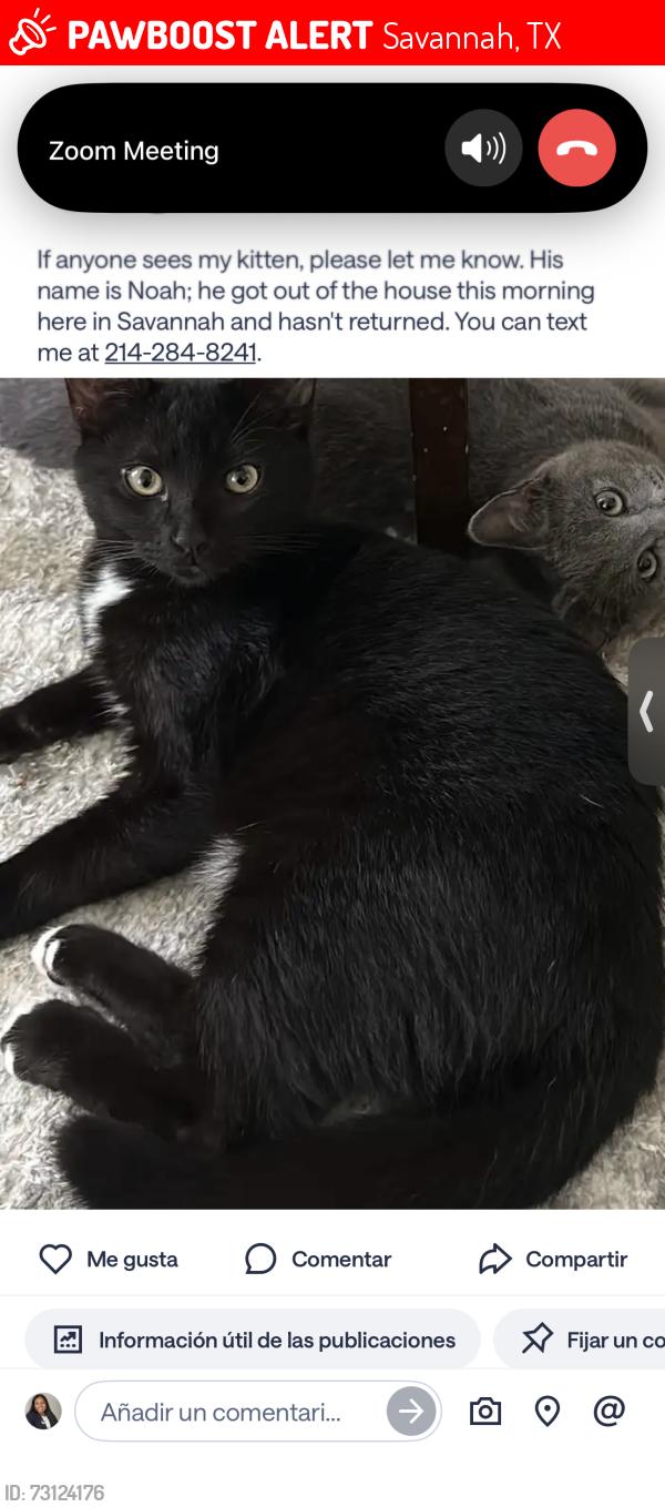 Lost Male Cat last seen Near maritta LN, Savannah, TX 76227