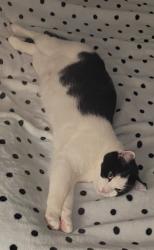 Reunited Male Cat last seen Fawn Court & Needwood Road, Derwood, MD 20855, Redland, MD 20855