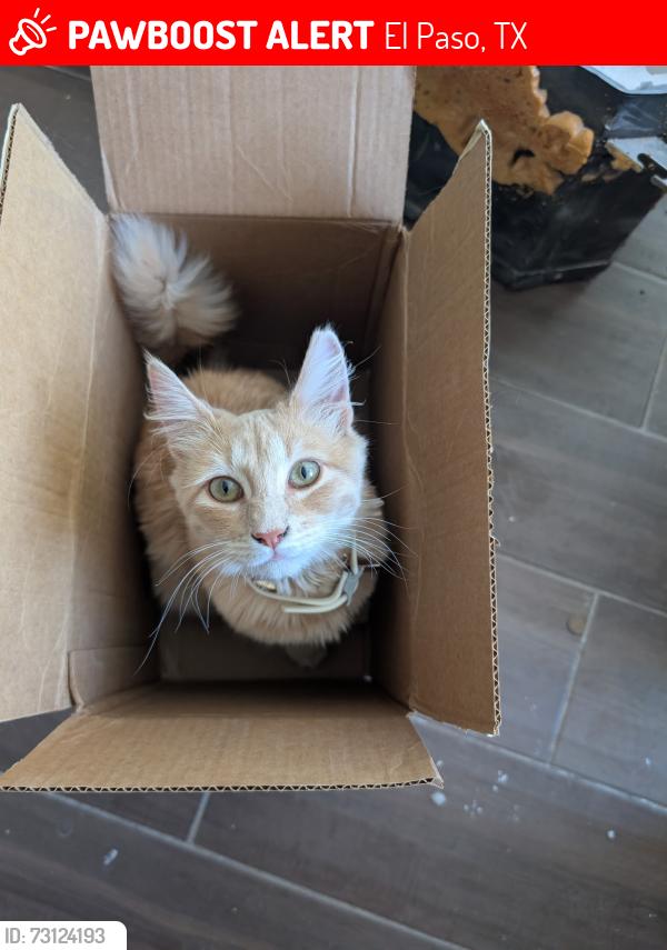 Lost Male Cat last seen Bobolink way 79922, El Paso, TX 79922