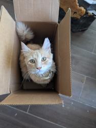 Lost Male Cat last seen Bobolink way 79922, El Paso, TX 79922