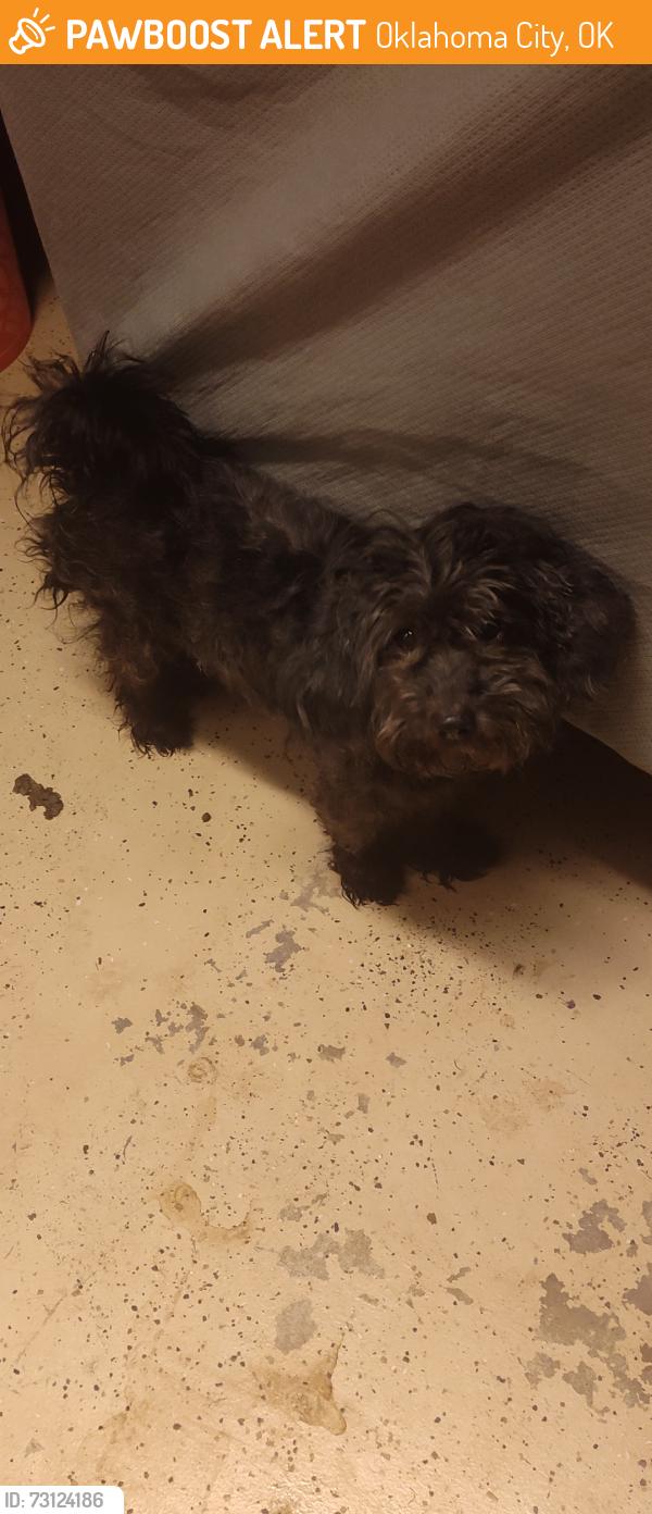 Found/Stray Female Dog last seen 55th st Oklahoma, Oklahoma City, OK 73135