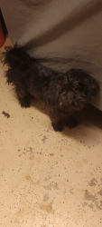 Found/Stray Female Dog last seen 55th st Oklahoma, Oklahoma City, OK 73135