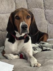 Lost Male Dog last seen Holland, South Plaza and Independence, Virginia Beach, VA 23462