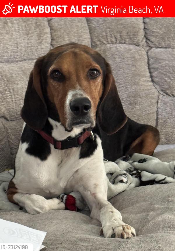 Lost Male Dog last seen Holland, South Plaza and Independence, Virginia Beach, VA 23462