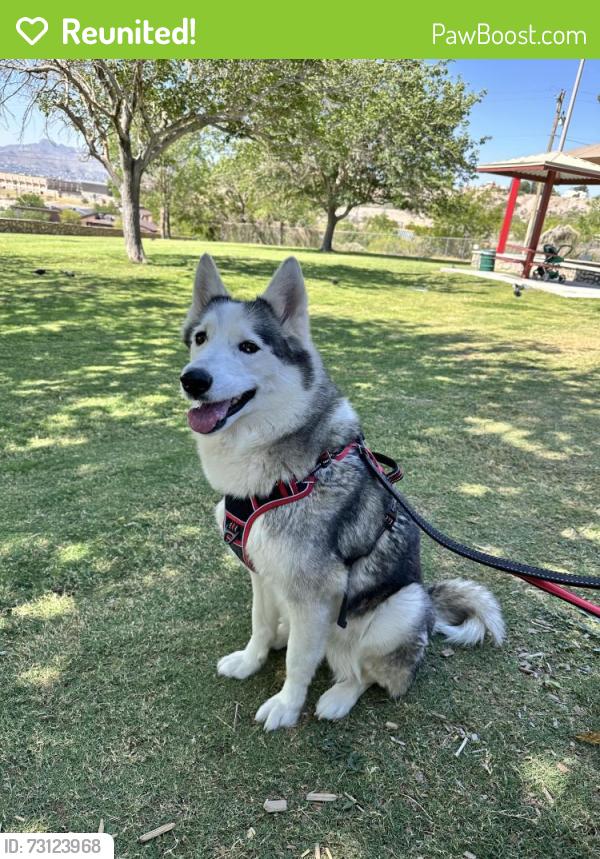 Reunited Female Dog last seen El Paso high school, El Paso, TX 79902