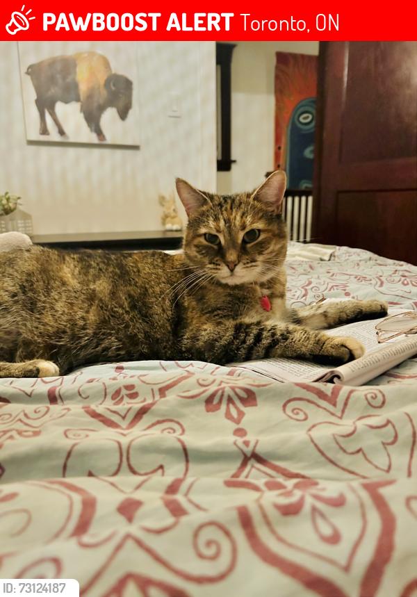 Lost Female Cat last seen Woodbine and Danforth, Toronto, ON 