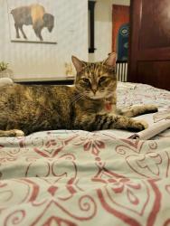 Lost Female Cat last seen Woodbine and Danforth, Toronto, ON 