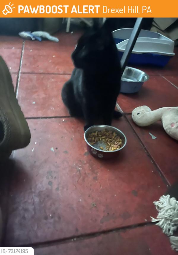 Found/Stray Unknown Cat last seen Bloomfield and childs, Drexel Hill, PA 19026