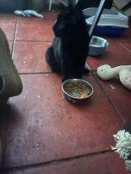 Found/Stray Unknown Cat last seen Bloomfield and childs, Drexel Hill, PA 19026