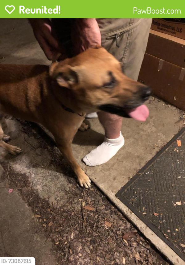 Reunited Unknown Dog last seen Lewis LittleEpm, Tx, Little Elm, TX 75068