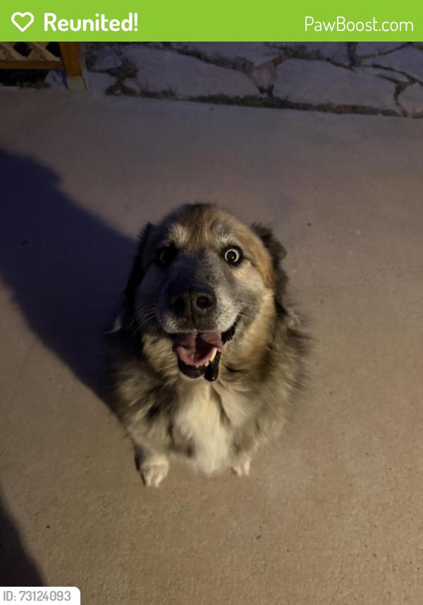 Reunited Male Dog last seen Halo Cir SE, Rio Rancho, NM 87124, USA, Rio Rancho, NM 87124