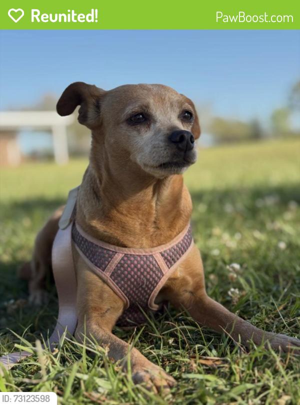 Reunited Female Dog last seen 7th street in San Leon tx, San Leon, TX 77539