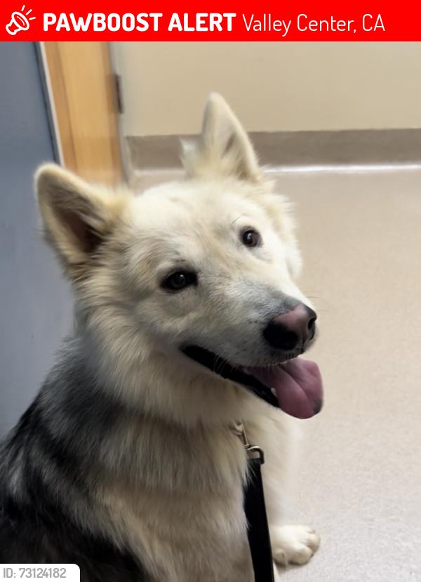 Lost Male Dog last seen Valley center rd , Kuutpat Circle, Valley Center, CA 92082