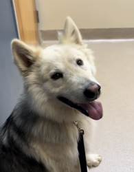 Lost Male Dog last seen Valley center rd , Kuutpat Circle, Valley Center, CA 92082