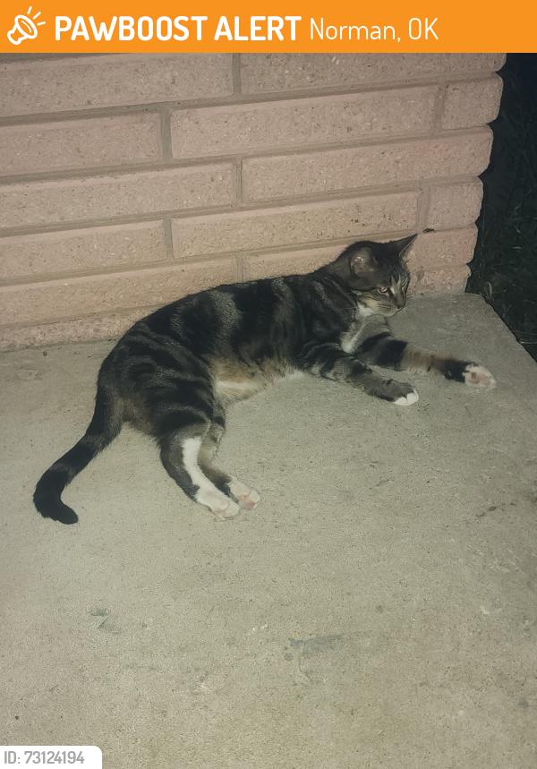 Found/Stray Unknown Cat last seen Terry & Stubbman. 700 Terry., Norman, OK 73069
