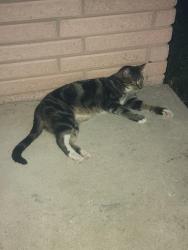Found/Stray Unknown Cat last seen Terry & Stubbman. 700 Terry., Norman, OK 73069
