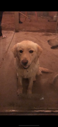 Reunited Female Dog last seen 71st Ave Olive, Peoria, AZ 85345