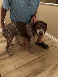 Found/Stray Male Dog last seen Poncha Dr, and Gore Dr., Larkspur, CO 80118