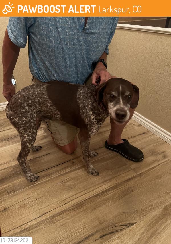 Found/Stray Male Dog last seen Poncha Dr, and Gore Dr., Larkspur, CO 80118