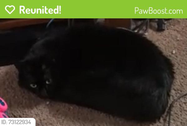 Reunited Female Cat last seen Trenton & Mint in El Cajon, El Cajon, CA 92019