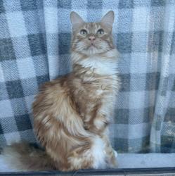 Reunited Male Cat last seen Near Maverick Dr Fort Worth TX 76108, Fort Worth, TX 76108