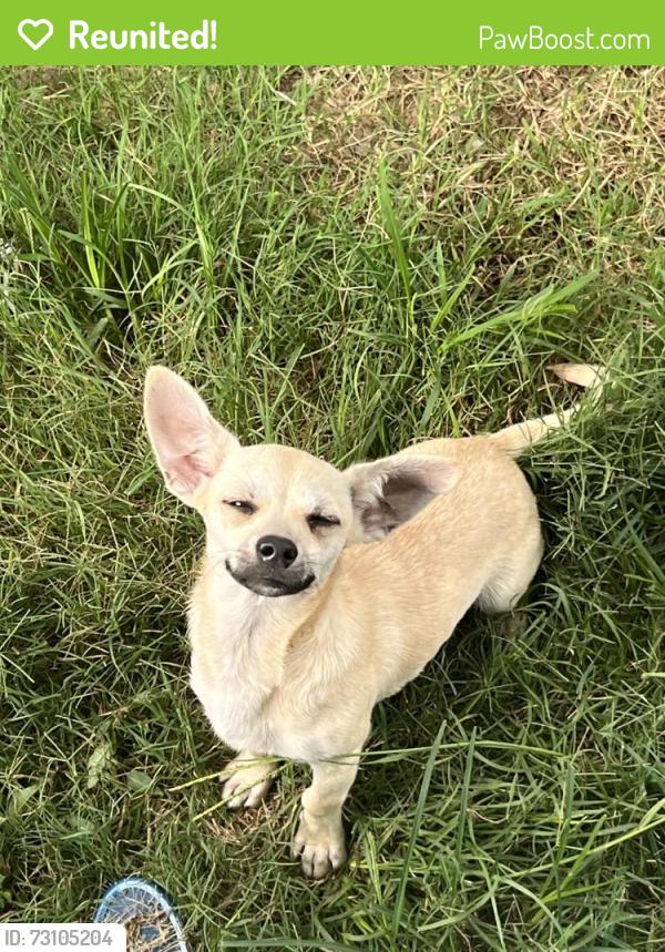 Reunited Male Dog last seen Near Creekside village trailer park on Gilmer Rd, Longview, TX 75604