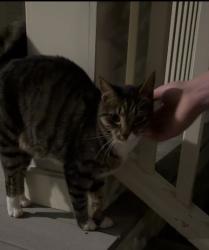 Reunited Female Cat last seen On my porch. We’re near Forest River Park., Salem, MA 01970