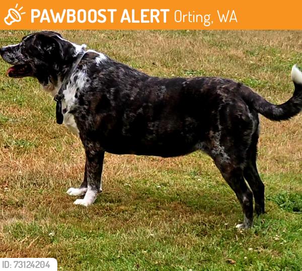 Found/Stray Female Dog last seen Hwy 161, Orting, WA 98360
