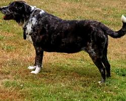 Found/Stray Female Dog last seen Hwy 161, Orting, WA 98360