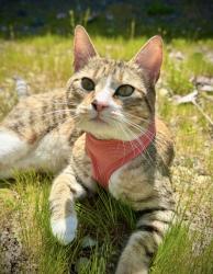 Lost Female Cat last seen West Lugonia and Indiana Court, Redlands, CA 92374