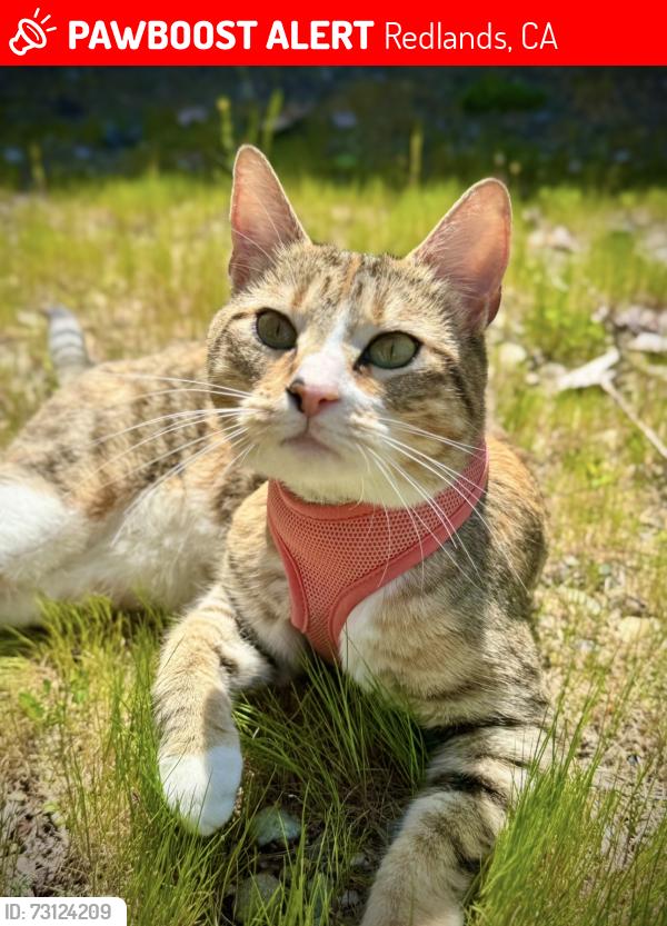Lost Female Cat last seen West Lugonia and Indiana Court, Redlands, CA 92374