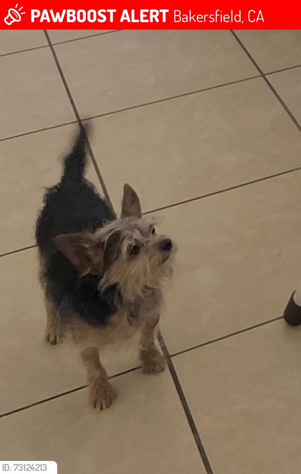 Lost Male Dog last seen Old River Rd and Harris Rd, Bakersfield, CA 93311