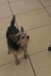 Lost Male Dog last seen Old River Rd and Harris Rd, Bakersfield, CA 93311