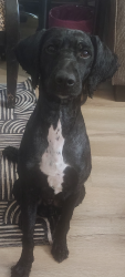 Lost Male Dog last seen Near East montecito Street, Tucson, AZ 85711