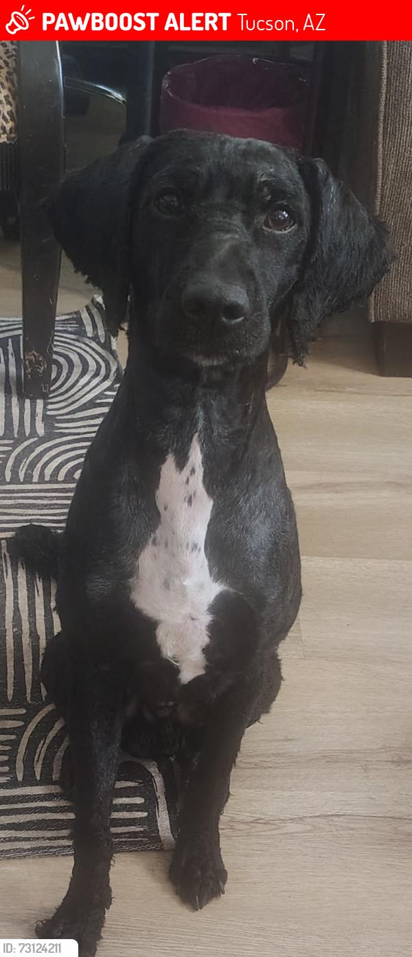 Lost Male Dog last seen Near East montecito Street, Tucson, AZ 85711