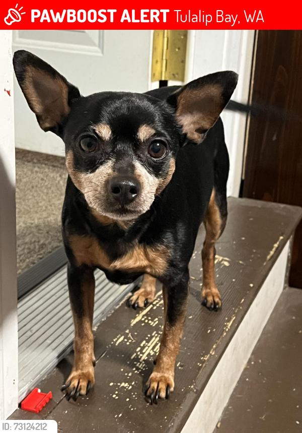 Lost Male Dog last seen Near st nw, Tulalip Bay, WA 98271