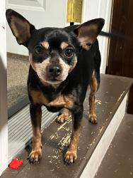Lost Male Dog last seen Near st nw, Tulalip Bay, WA 98271