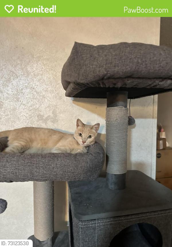 Reunited Female Cat last seen Altitude apmt Homes, San Antonio, TX 78229