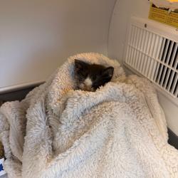 Shelter Stray Male Cat last seen , 4575 E Mesquite Ave, Palm Springs, CA 92264, USA