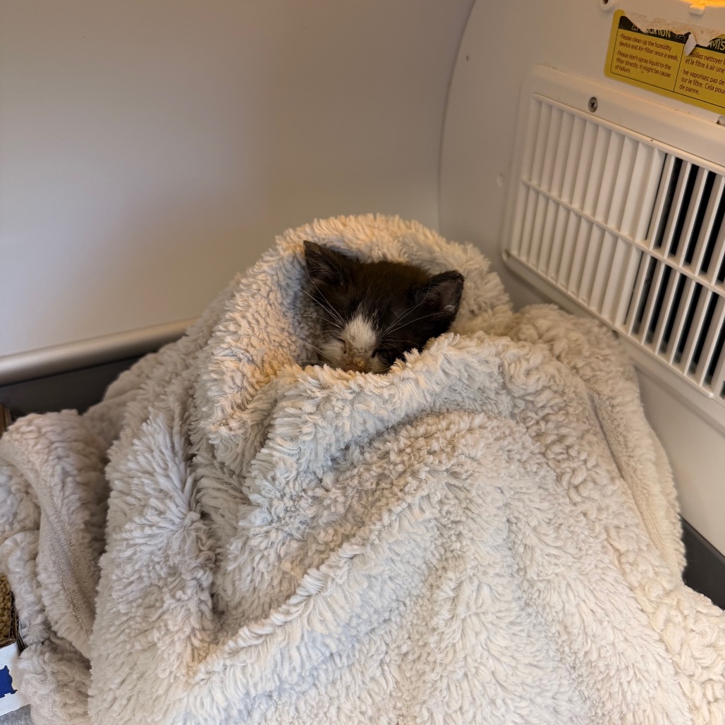 Shelter Stray Male Cat last seen , 4575 E Mesquite Ave, Palm Springs, CA 92264, USA