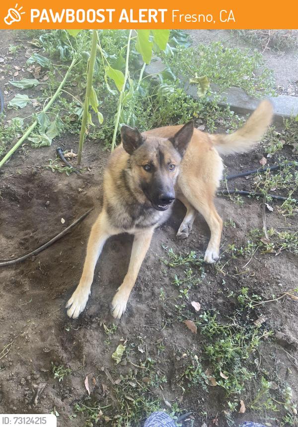 Found/Stray Male Dog last seen First and McKinley, Fresno, CA 93703