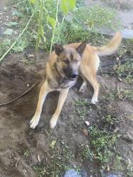 Found/Stray Male Dog last seen First and McKinley, Fresno, CA 93703