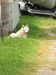 Found/Stray Unknown Dog last seen Irvington and Bennington st, Houston, TX 77022
