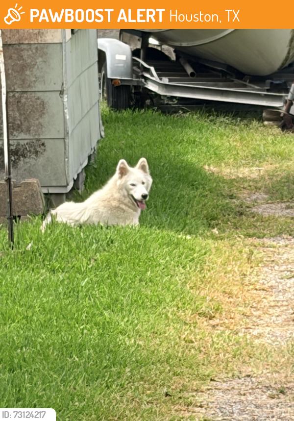 Found/Stray Unknown Dog last seen Irvington and Bennington st, Houston, TX 77022