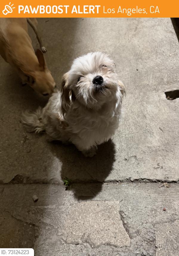 Found/Stray Female Dog last seen Gage, Los Angeles, CA 90063