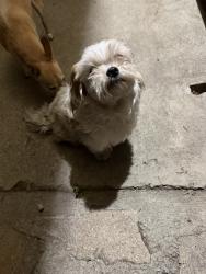 Found/Stray Female Dog last seen Gage, Los Angeles, CA 90063