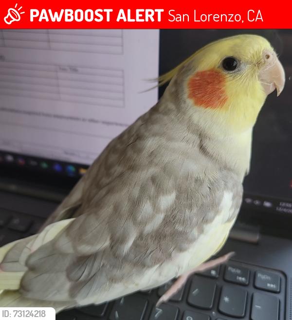 Lost Male Bird last seen Via Arroyo, San Lorenzo, San Lorenzo, CA 94580