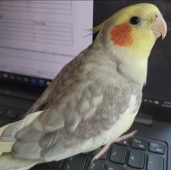 Lost Male Bird last seen Via Arroyo, San Lorenzo, San Lorenzo, CA 94580