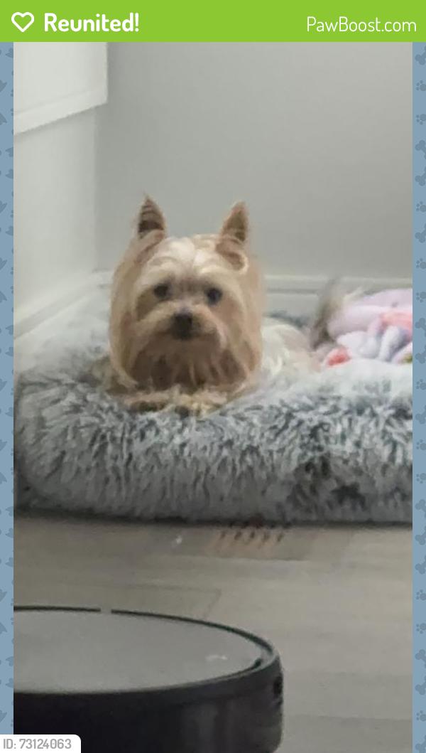 Reunited Female Dog last seen meadowvale town centre, Mississauga, ON L5N 5A7
