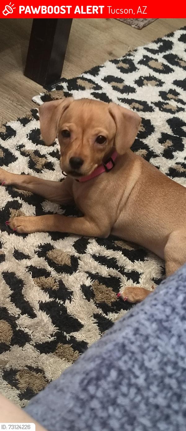 Lost Female Dog last seen 22nd and swan, Tucson, AZ 85711